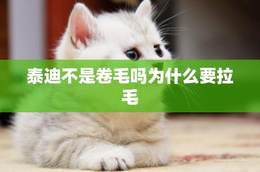 泰迪不是卷毛嗎為什么要拉毛