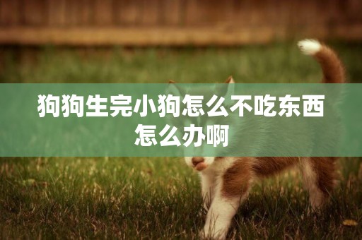 狗狗生完小狗怎么不吃東西怎么辦啊