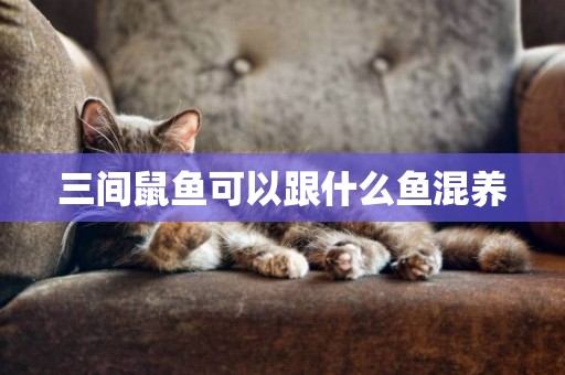 三間鼠魚可以跟什么魚混養