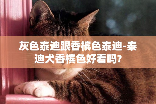 灰色泰迪跟香檳色泰迪-泰迪犬香檳色好看嗎?