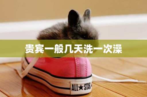 貴賓一般幾天洗一次澡