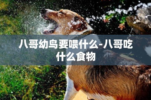 八哥幼鳥要喂什么-八哥吃什么食物