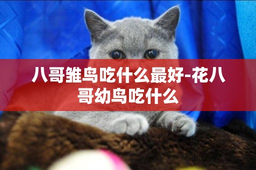 八哥雛鳥吃什么最好-花八哥幼鳥吃什么