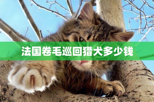 法國卷毛巡回獵犬多少錢
