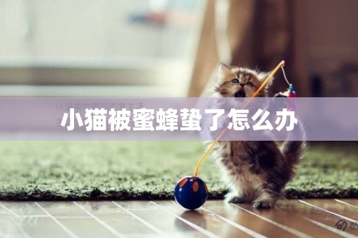 小貓被蜜蜂蟄了怎么辦