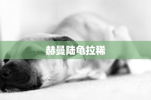 赫曼陸龜拉稀