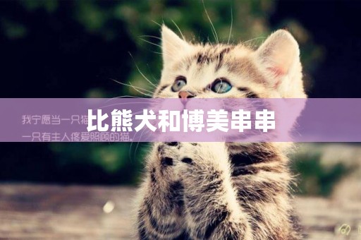 比熊犬和博美串串