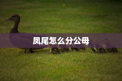 鳳尾怎么分公母