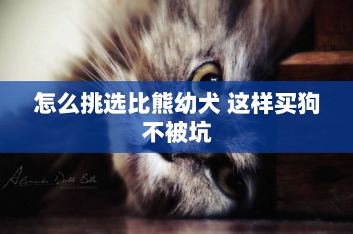 怎么挑選比熊幼犬 這樣買狗不被坑
