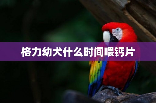 格力幼犬什么時間喂鈣片