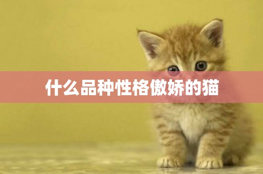 什么品種性格傲嬌的貓