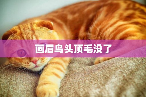 畫眉鳥頭頂毛沒了