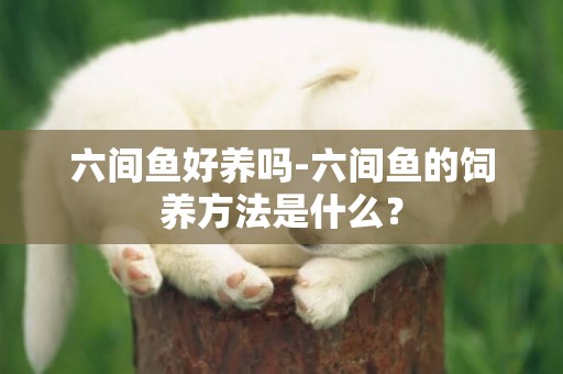 六間魚好養嗎-六間魚的飼養方法是什么？