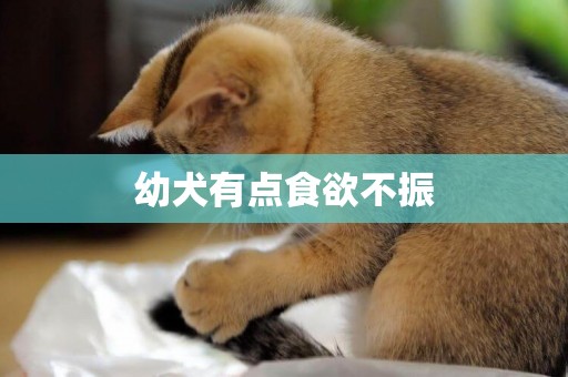 幼犬有點食欲不振