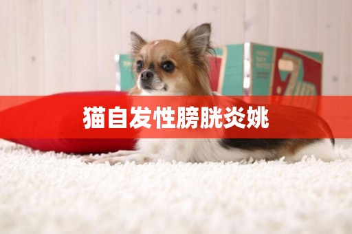 貓自發性膀胱炎姚