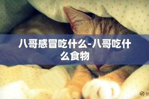八哥感冒吃什么-八哥吃什么食物