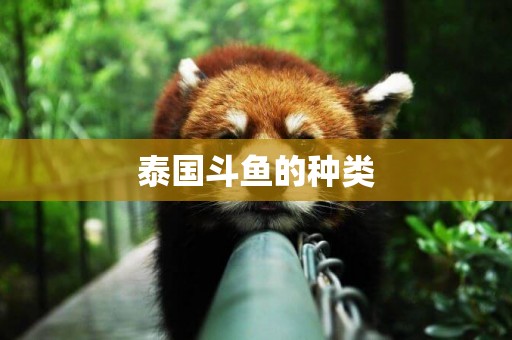 泰國斗魚的種類