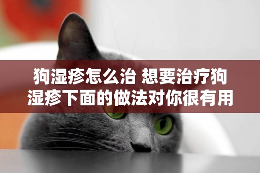 狗濕疹怎么治 想要治療狗濕疹下面的做法對你很有用！
