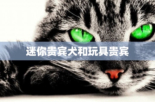 迷你貴賓犬和玩具貴賓