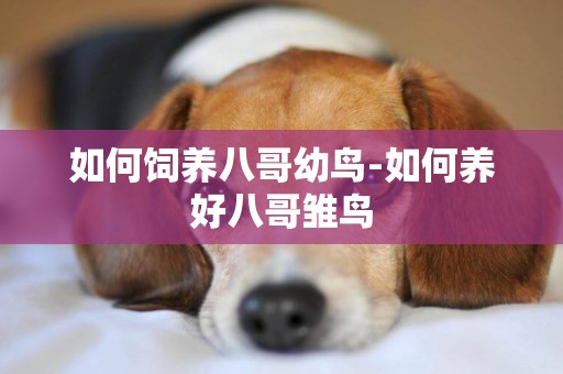 如何飼養八哥幼鳥-如何養好八哥雛鳥