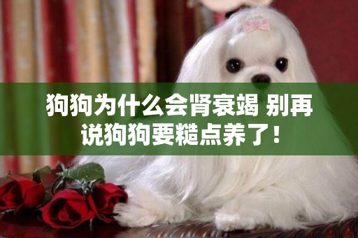 狗狗為什么會腎衰竭 別再說狗狗要糙點養了！