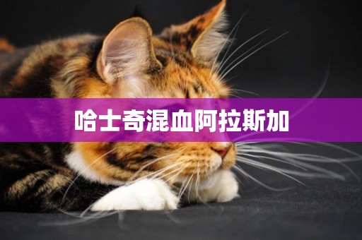 哈士奇混血阿拉斯加