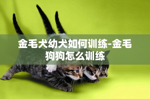 金毛犬幼犬如何訓練-金毛狗狗怎么訓練