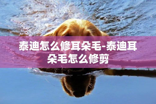 泰迪怎么修耳朵毛-泰迪耳朵毛怎么修剪