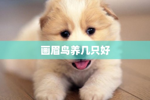 畫眉鳥養幾只好