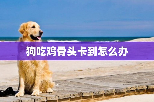 狗吃雞骨頭卡到怎么辦