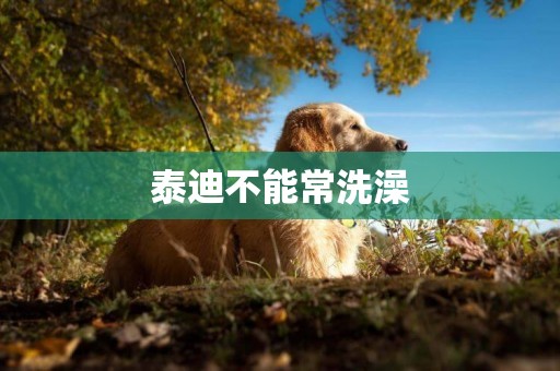 泰迪不能常洗澡