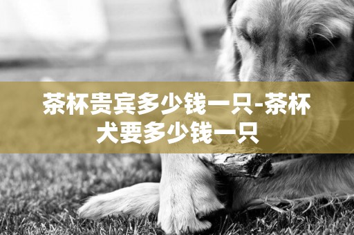 茶杯貴賓多少錢一只-茶杯犬要多少錢一只