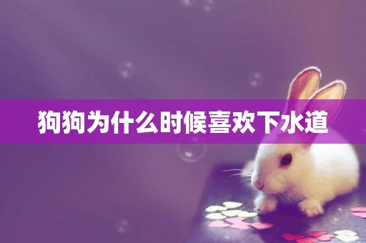 狗狗為什么時候喜歡下水道