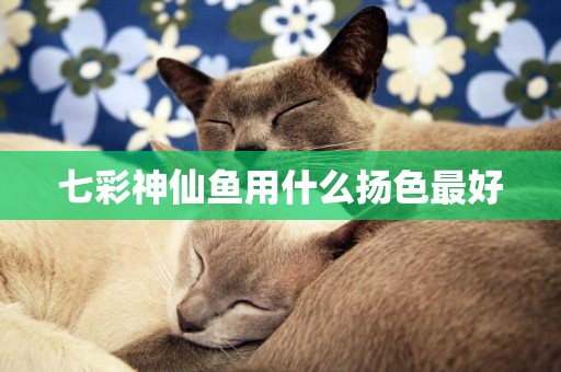 七彩神仙魚用什么揚色最好