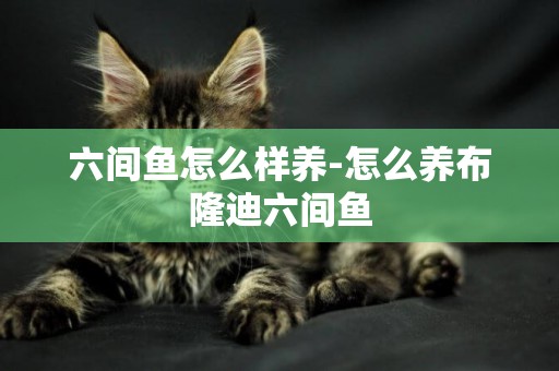 六間魚怎么樣養-怎么養布隆迪六間魚
