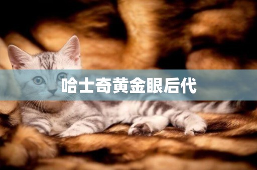 哈士奇黃金眼后代