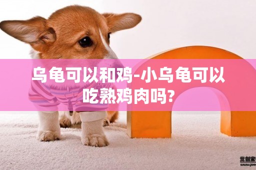 烏龜可以和雞-小烏龜可以吃熟雞肉嗎?