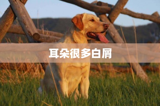 耳朵很多白屑