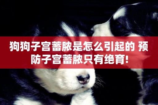 狗狗子宮蓄膿是怎么引起的 預防子宮蓄膿只有絕育!