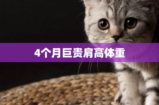4個月巨貴肩高體重