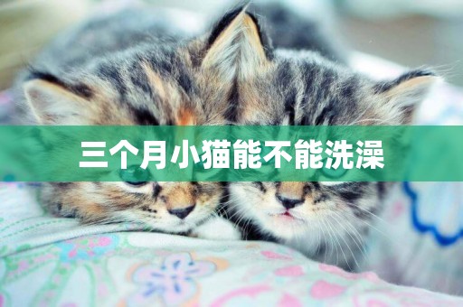 三個月小貓能不能洗澡