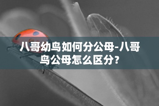 八哥幼鳥如何分公母-八哥鳥公母怎么區分？