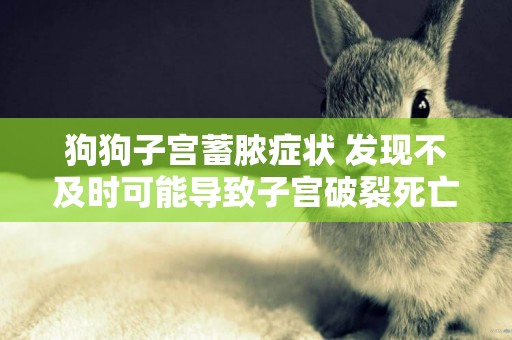 狗狗子宮蓄膿癥狀 發現不及時可能導致子宮破裂死亡!