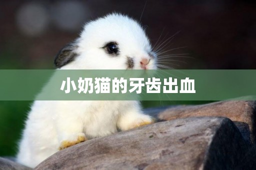 小奶貓的牙齒出血