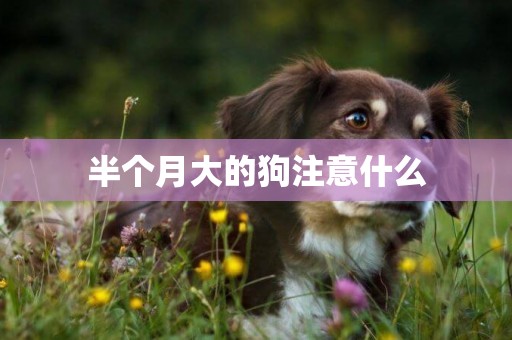 半個月大的狗注意什么