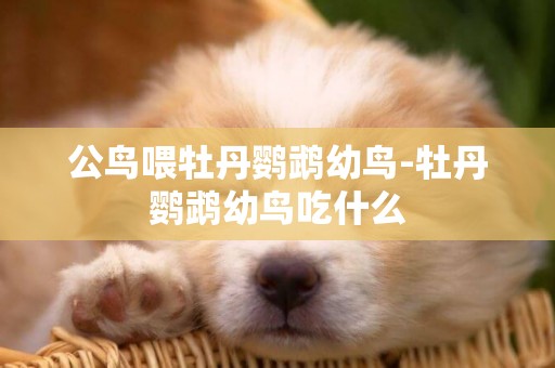 公鳥喂牡丹鸚鵡幼鳥-牡丹鸚鵡幼鳥吃什么