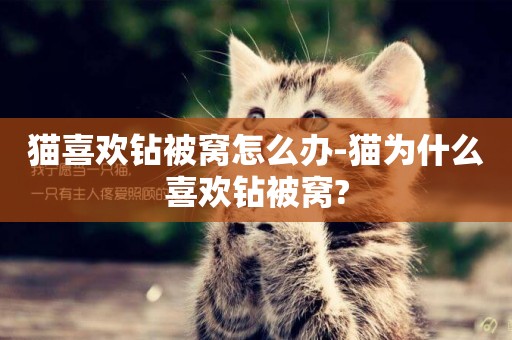 貓喜歡鉆被窩怎么辦-貓為什么喜歡鉆被窩?