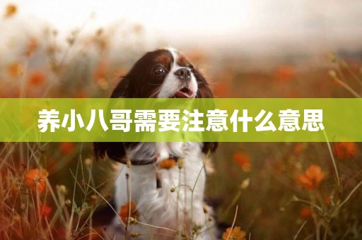 養小八哥需要注意什么意思