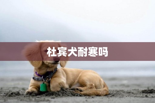 杜賓犬耐寒嗎