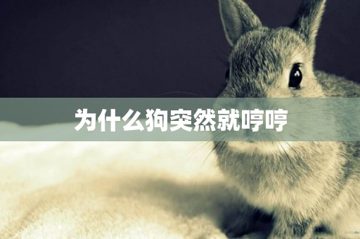 為什么狗突然就哼哼